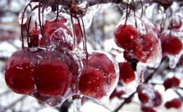 Examen des meilleures variétés de cerises douces résistantes à l'hiver et critères de sélection