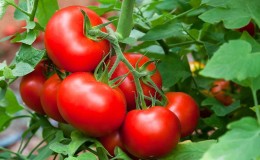 Comment faire pousser correctement une tomate 