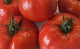 Pourquoi les tomates Minusinsk sont-elles précieuses?