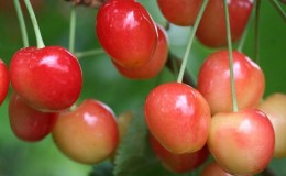 La variété de cerises à maturation précoce 