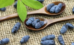 Où le chèvrefeuille pousse bien: conditions, variétés et régions de culture en Russie