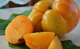 Description des tomates de la variété 