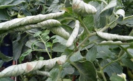 De quoi les tomates sont malades et comment les traiter