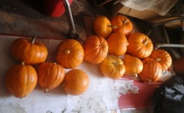 Une variété avec un arôme de melon et un rendement élevé - la citrouille 