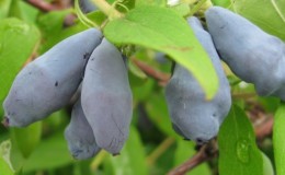 Variété stable de chèvrefeuille 