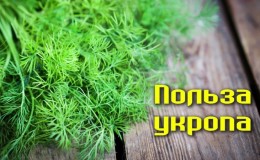 Incroyable mais vrai: les propriétés médicinales de l'aneth sont étonnantes