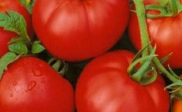 Ce qui est bon et pourquoi vaut-il la peine de cultiver une tomate 