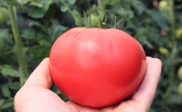 Un favori reconnu parmi les jardiniers - la tomate Pink Cheeks