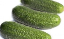 Comment cultiver correctement l'hybride de concombre hollandais Trilogy F1 pour obtenir une bonne récolte