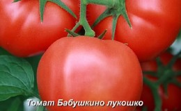 La tomate 