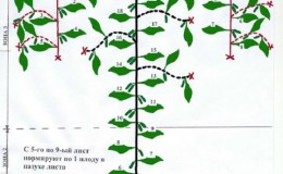 Comment pincer correctement les concombres - quand et pourquoi est-il nécessaire