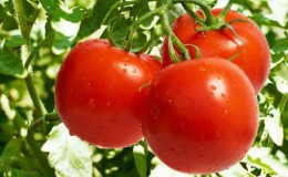 Façons de nouer les tomates en plein champ: comment le faire correctement et est-ce nécessaire du tout