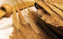 Quelles sont les caractéristiques de la farine de blé dur, comment la choisir et l'utiliser