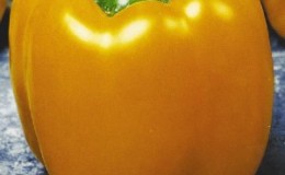 Un des meilleurs types de poivrons - 