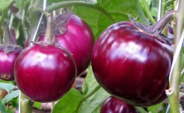 Variété d'aubergine «Bourgeois» à maturité et à maturité précoce