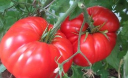 Variété de tomate résistante aux maladies et aux ravageurs 
