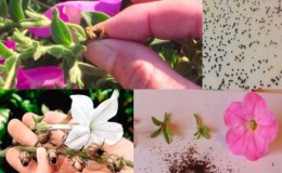 Comment récolter correctement les graines de pétunia à la maison