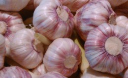 Les meilleures variétés d'ail de printemps: choisissez le type approprié en fonction des paramètres