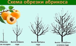 Un guide étape par étape pour les jardiniers débutants: comment tailler correctement les abricots au printemps