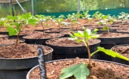 Comment propager correctement les groseilles à maquereau en été par boutures: un guide étape par étape