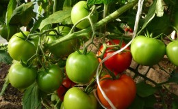Que faire pour que les tomates dans la serre deviennent rouges plus rapidement: les meilleurs trucs et astuces de vie des résidents d'été expérimentés