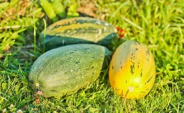 Comment faire pousser une citrouille 