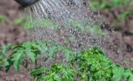 Comment nourrir les tomates avec de l'acide borique, de l'iode et des cendres: préparez la solution et ajoutez-la correctement
