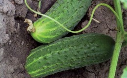 Quel type de sol les concombres aiment-ils et comment le traiter correctement avant et après la plantation