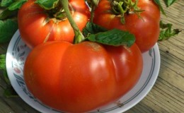 Tomates 