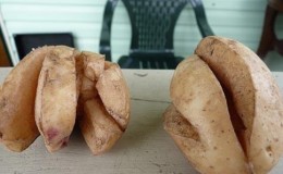 Que faire si la pomme de terre éclate et se fissure dans le sol, pourquoi cela se produit-il