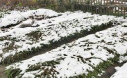 Nous sauvons la récolte du froid: comment couvrir l'ail pour l'hiver, comment et quand le faire correctement