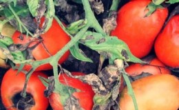 À quoi ressemble la macrosporiose des tomates et pourquoi les résidents d'été en ont si peur: nous apprenons à connaître l'ennemi de plus près et nous gagnons