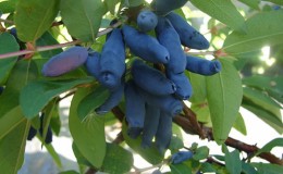 Variété de chèvrefeuille résistante au gel à haut rendement Tomichka