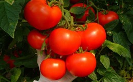 Si vous voulez obtenir une récolte précoce de tomates juteuses et sucrées, cultivez la tomate Aigen f1 sans trop de tracas