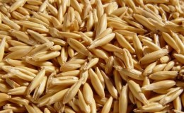 Qu'est-ce que l'avoine fourragère et les caractéristiques de sa culture