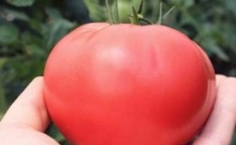 Un hybride unique avec de délicieux fruits, comme sur la photo - un cadeau pour une femme tomate et les nuances de sa culture