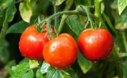 Tomate «Dubok» précoce, à haut rendement et polyvalente: instructions pour la culture de A à Z