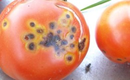Que faire si des taches brunes apparaissent sur les tomates: photos des tomates affectées et moyens de les conserver