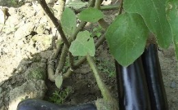 Un cadeau des éleveurs modernes - Aubergine 