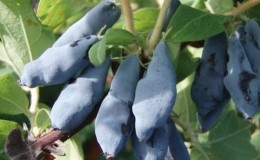 Nymphe de chèvrefeuille comestible