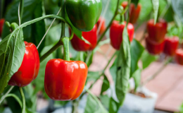 Les meilleurs hybrides et variétés de poivrons pour les serres en polycarbonate