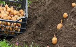 Recommandations étape par étape: comment faire pousser des pommes de terre de A à Z