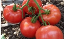 Comment faire pousser correctement une tomate 