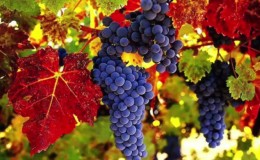 Des moyens éprouvés de conserver les raisins pour l'hiver à la maison