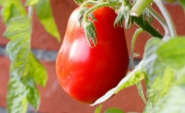 Variété de mi-saison au goût agréable et aux buissons puissants - tomate 