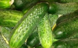 Qu'est-ce qui est bon et comment faire pousser correctement les concombres 