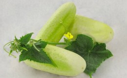 Le favori de nombreux résidents d'été est la variété de concombre White Angel avec une apparence inhabituelle et un goût agréable.