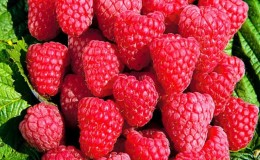 Les meilleures variétés de framboises remontantes pour le sud de la Russie