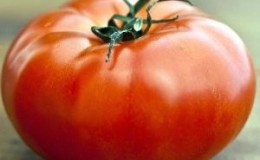 Un invité bienvenu sur votre site est la tomate Sultan: nous cultivons sans tracas et profitons de la récolte