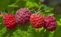 Instructions pour l'arrosage des framboises en été: fréquence, abondance et méthodes
